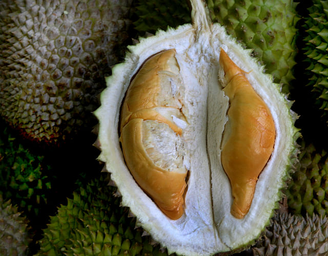 Durian 101 - D13 (Photo by Chew Seng Kim)